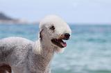 BEDLINGTON TERRIER 066